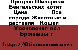 Продаю Шикарных Бенгальских котят › Цена ­ 17 000 - Все города Животные и растения » Кошки   . Московская обл.,Бронницы г.